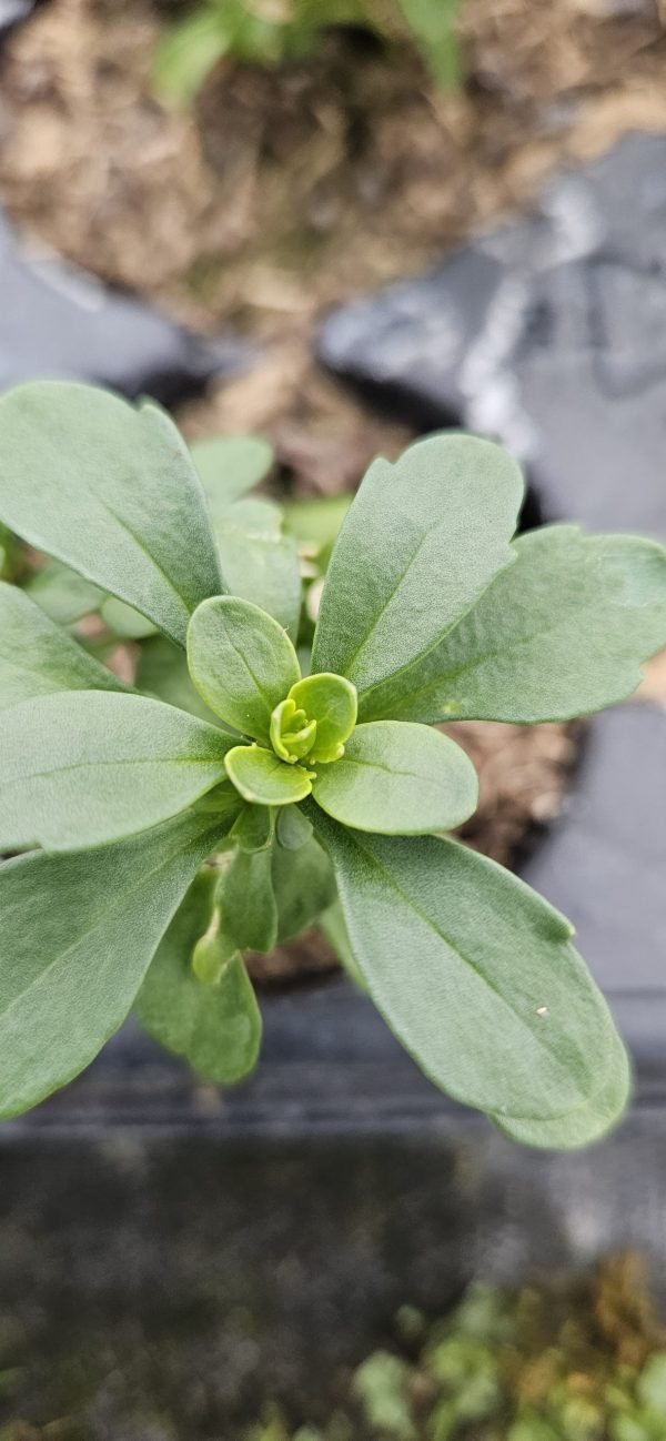 Iberis 'Absolutely Amethyst'