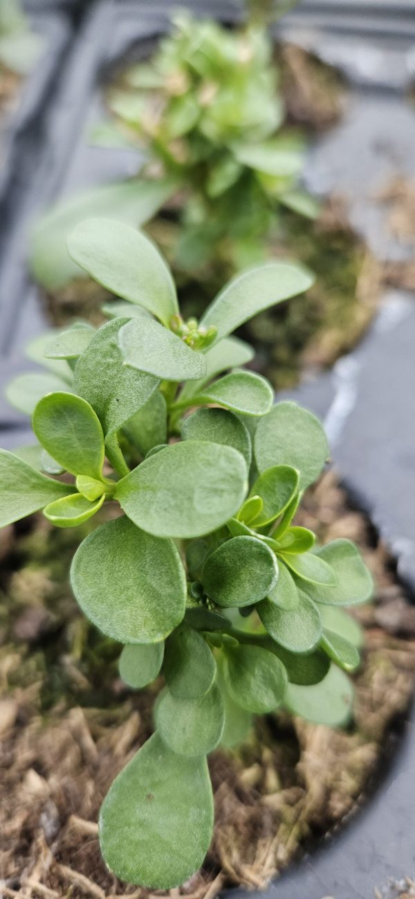 Iberis 'Absolutely Amethyst'