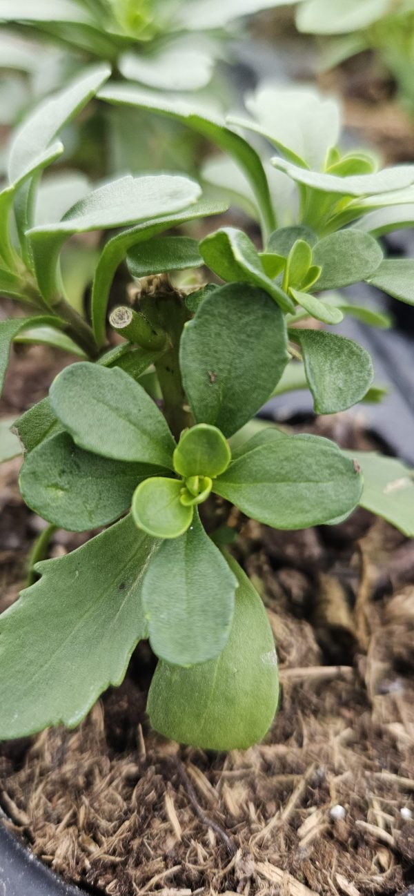 Iberis 'Absolutely Amethyst'