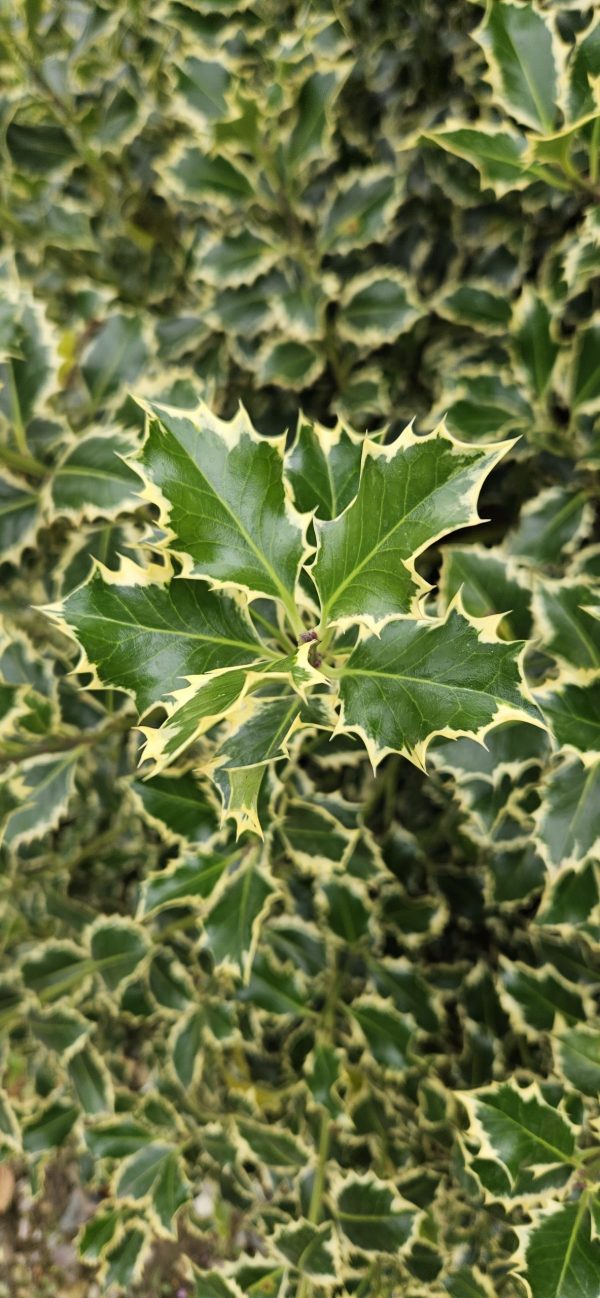 Ilex aquifolium 'Silver Queen'