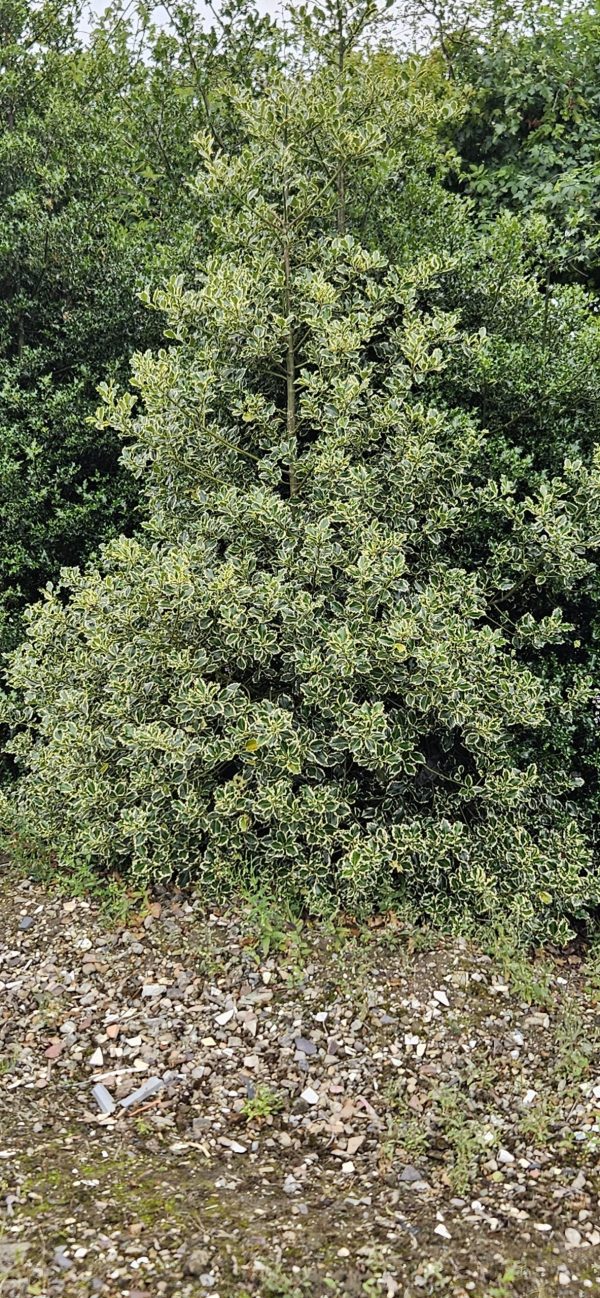 Ilex aquifolium 'Silver Queen'