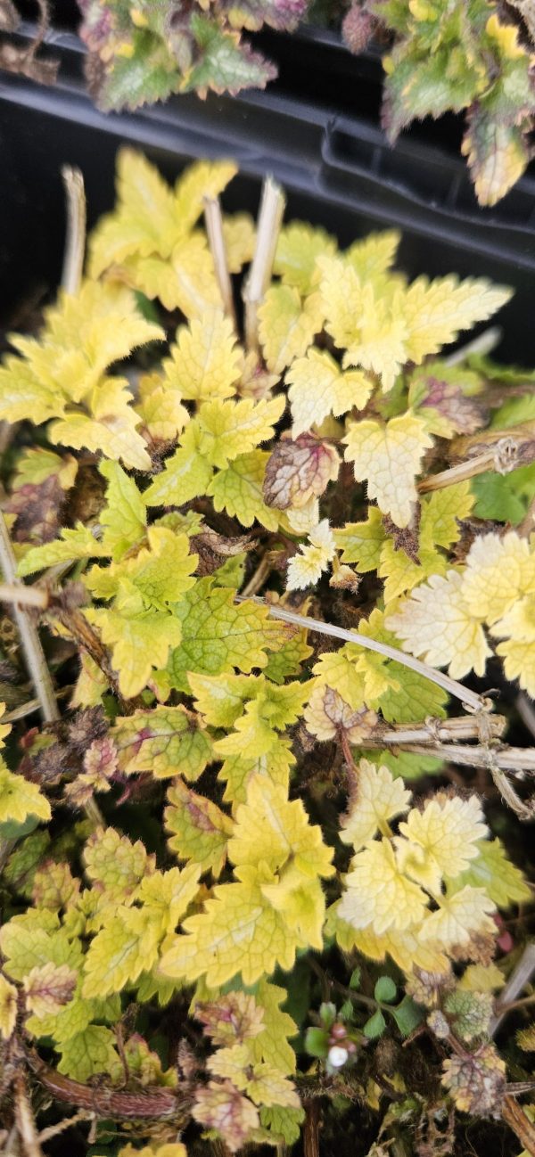 Lamium maculatum 'Golden Anniversary' Lamium maculatum 'Golden Anniversary'