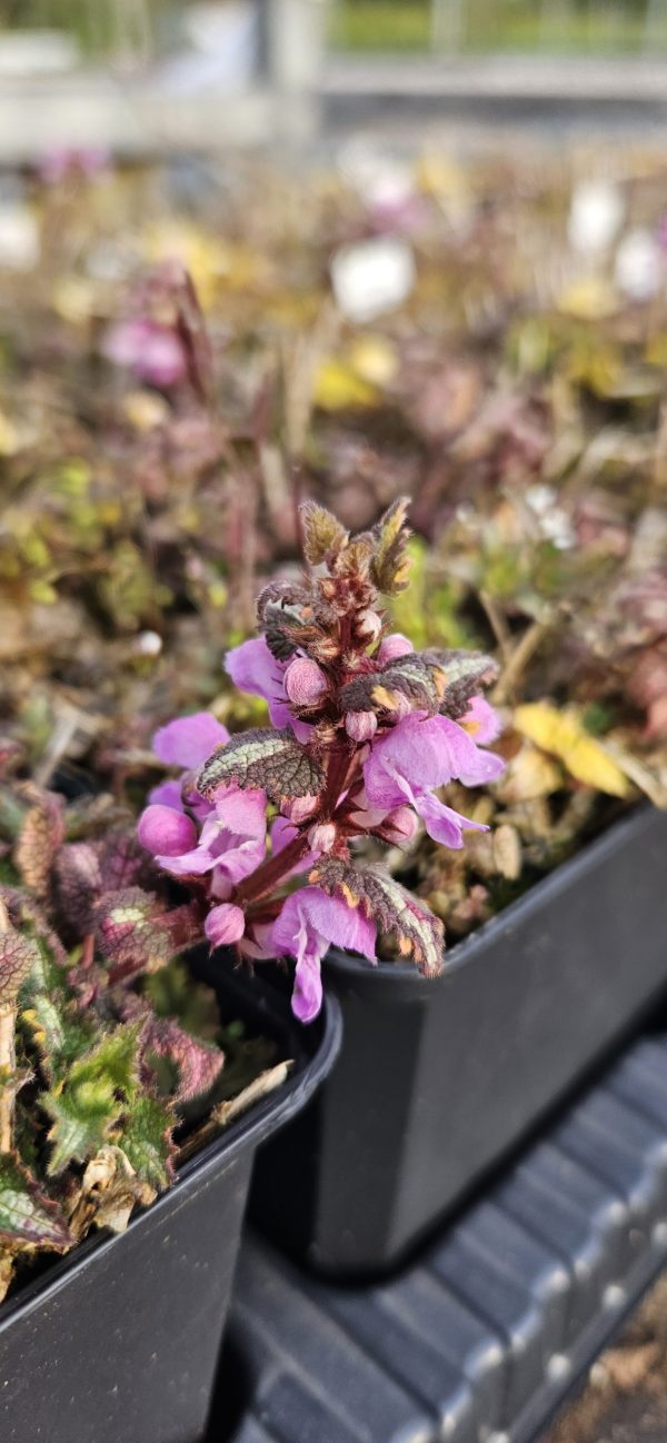 Lamium maculatum 'Golden Anniversary'2 Lamium maculatum 'Golden Anniversary'