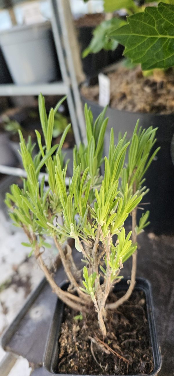 Lavandula angustifolia 'Rosea' Lavandula angustifolia 'Rosea'