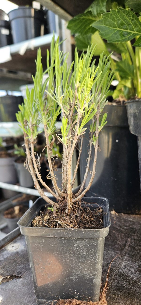 Lavandula angustifolia 'Rosea'2 Lavandula angustifolia 'Rosea'