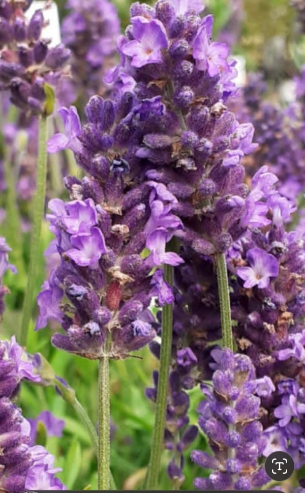 Lavandula angustifolia 'Spear Blue' Lavandula angustifolia 'Spear Blue'