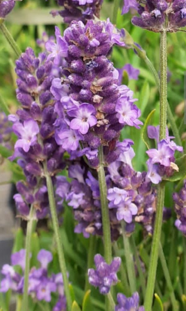 Lavandula angustifolia 'Spear Blue'2 Lavandula angustifolia 'Spear Blue'