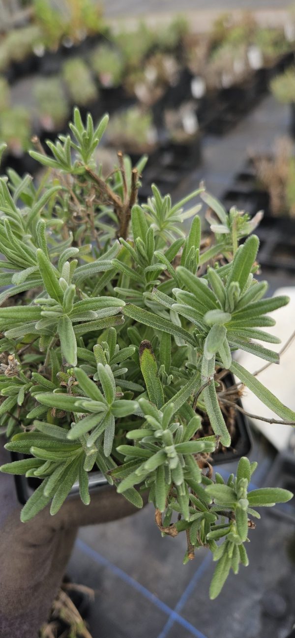 Lavandula angustifolia Vienco 'Early White'