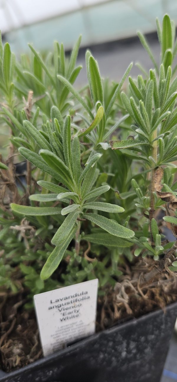 Lavandula angustifolia Vienco 'Early White'