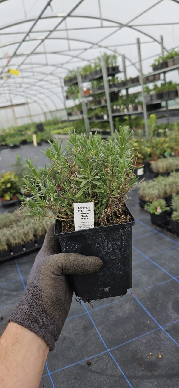 Lavandula angustifolia Vienco 'Early White'