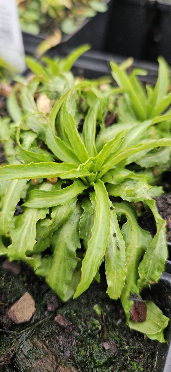 Lobelia cardinalis f. alba 'White Cardinal'