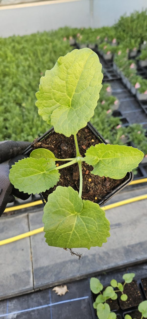 Lunaria annua 'Corfu Blue'