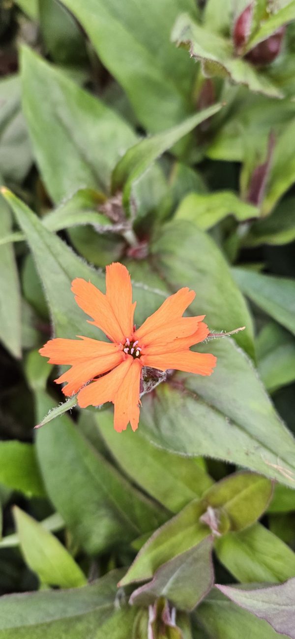 Lychnis x arkwrightii 'Vesuvius'2 Lychnis x arkwrightii 'Vesuvius'