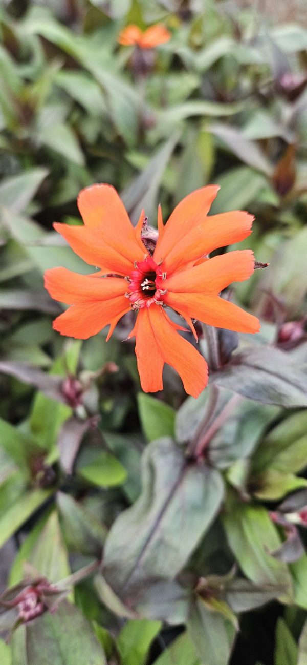 Lychnis x arkwrightii 'Vesuvius'3 Lychnis x arkwrightii 'Vesuvius'