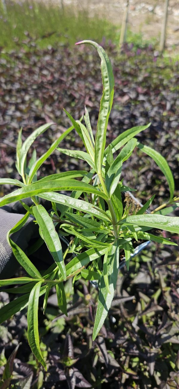 Penstemon 'Andenken an Friedrich Hahn'