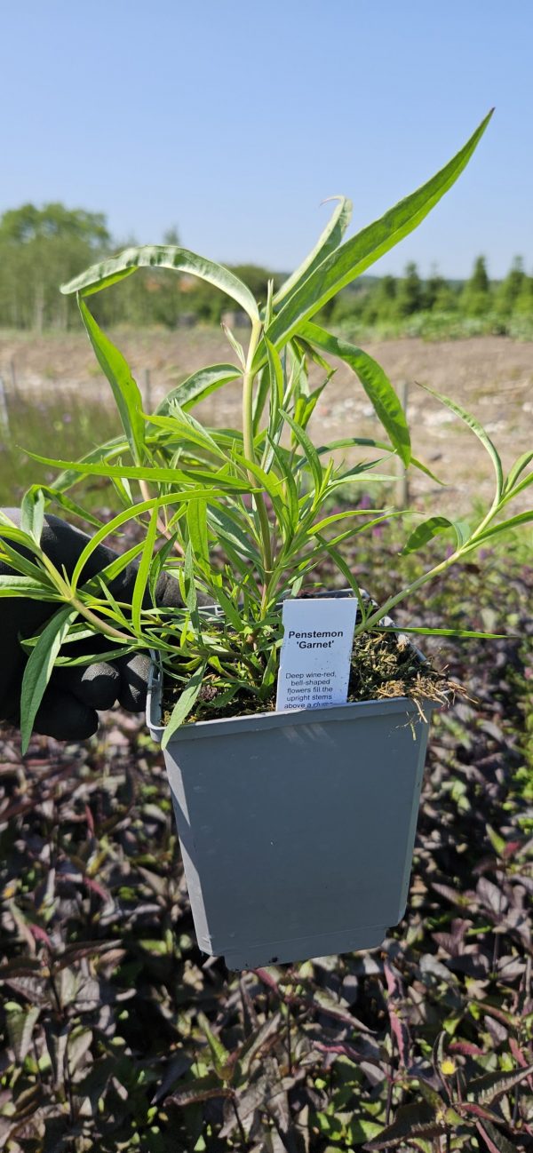 Penstemon 'Andenken an Friedrich Hahn'