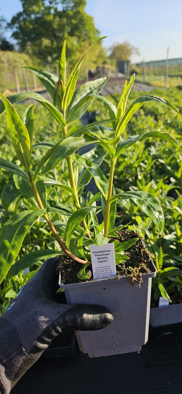 Penstemon 'Pensham Amelia Jayne'