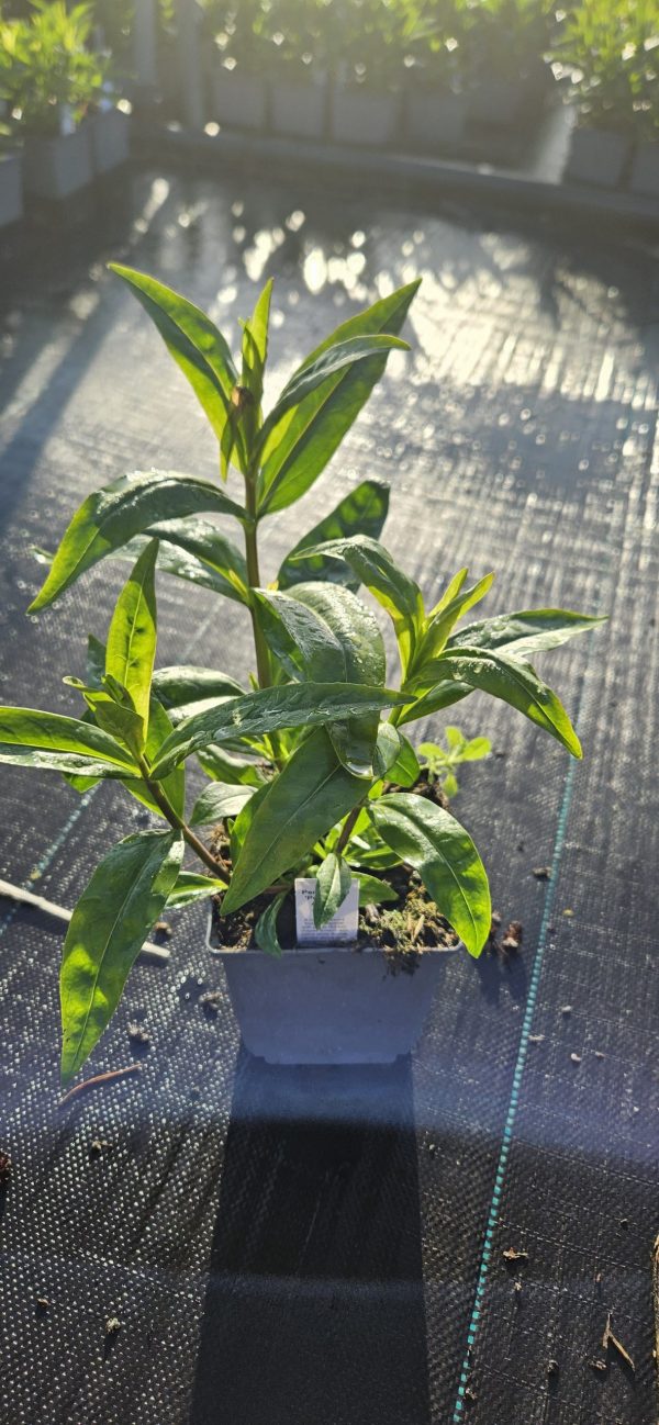 Penstemon 'Pensham Amelia Jayne'