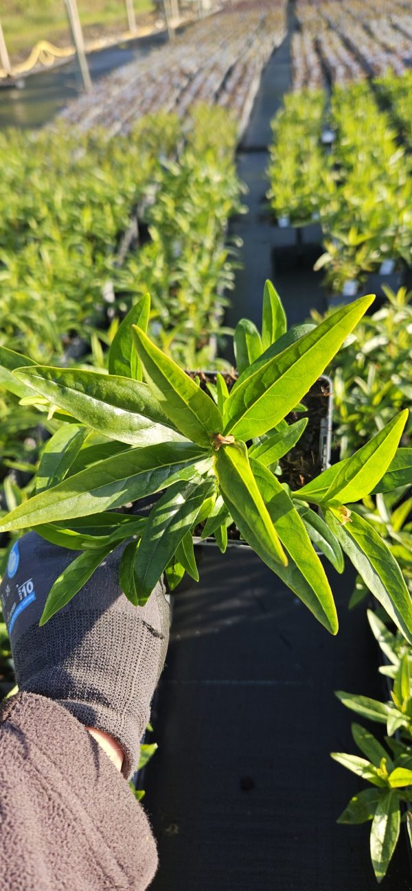 Penstemon 'Pensham Avonbelle'