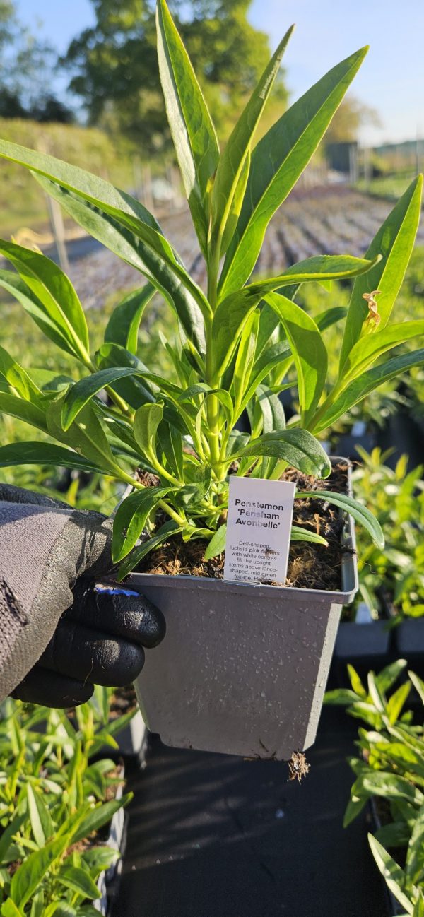 Penstemon 'Pensham Avonbelle'