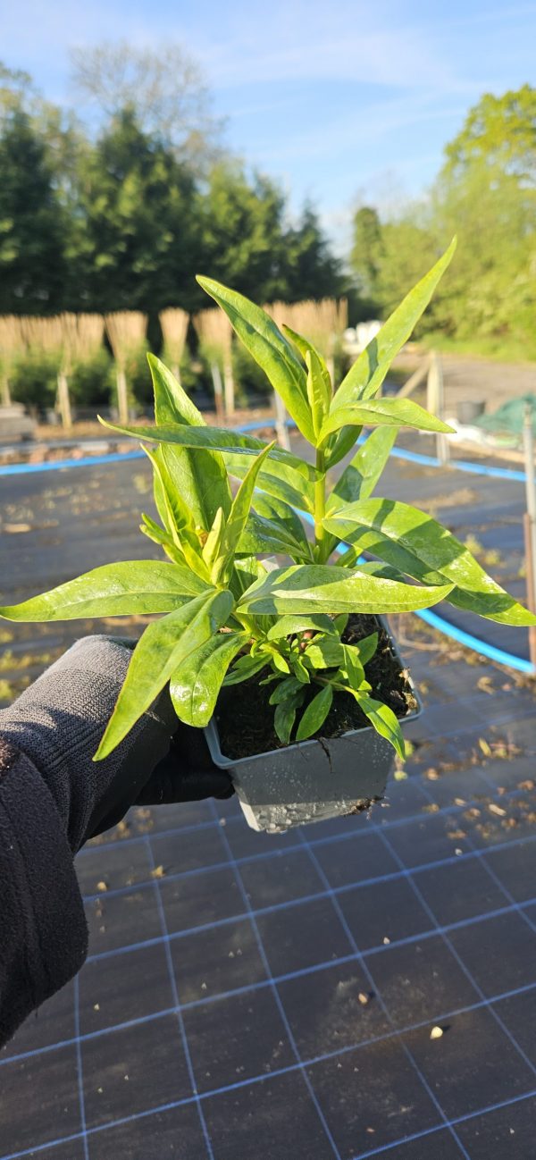 Penstemon 'Strawberries and Cream'