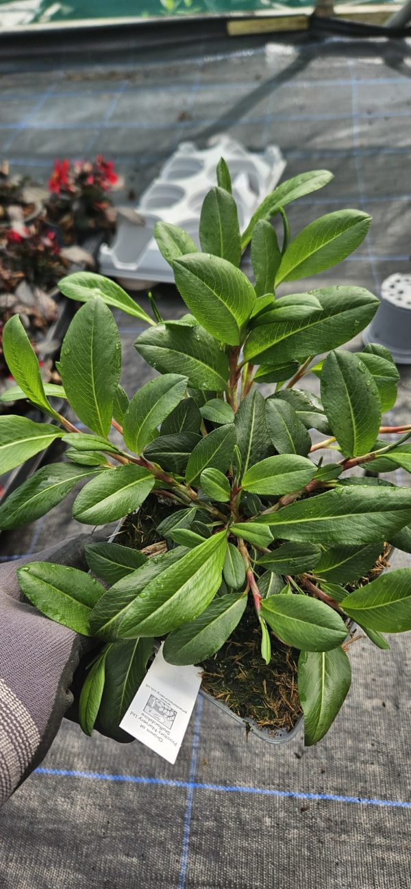 Persicaria affinis 'Darjeeling Red'