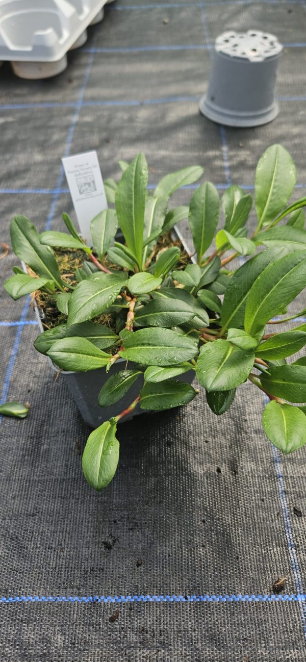 Persicaria affinis 'Darjeeling Red'