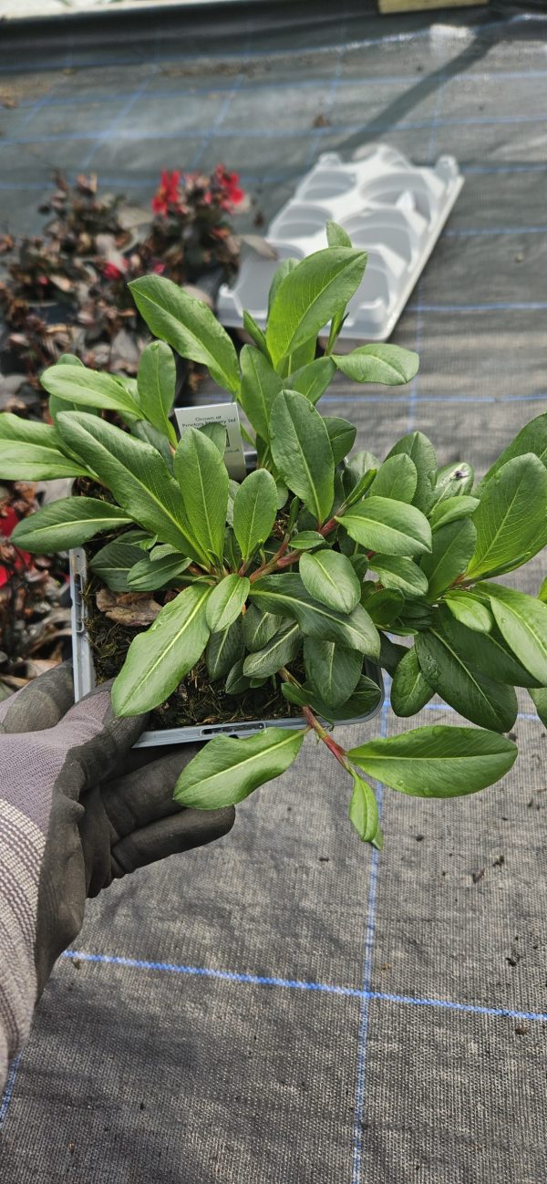 Persicaria affinis 'Donald Lowndes'