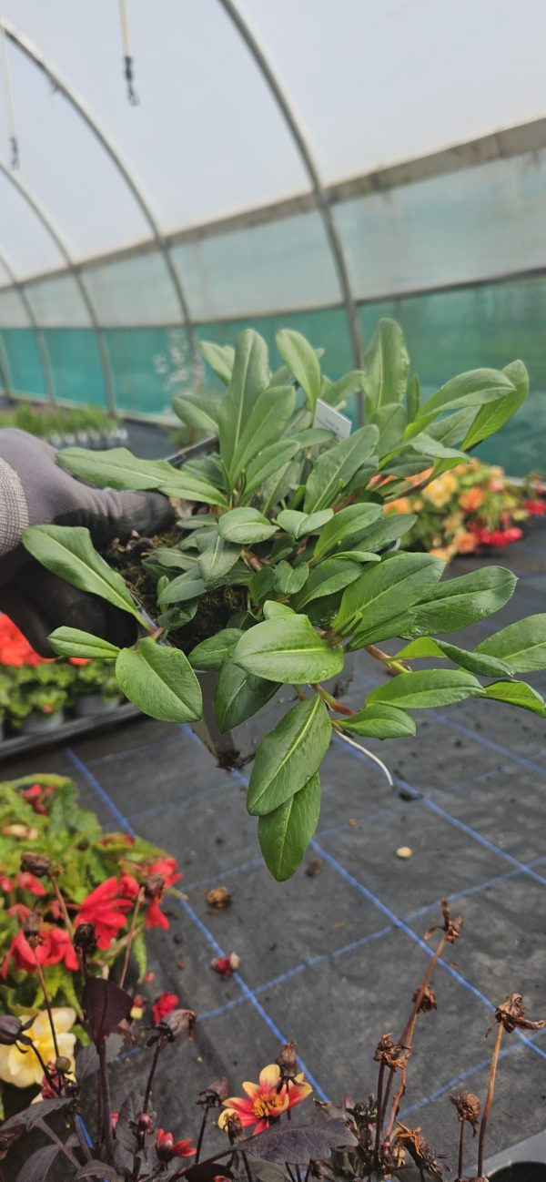 Persicaria affinis 'Donald Lowndes'