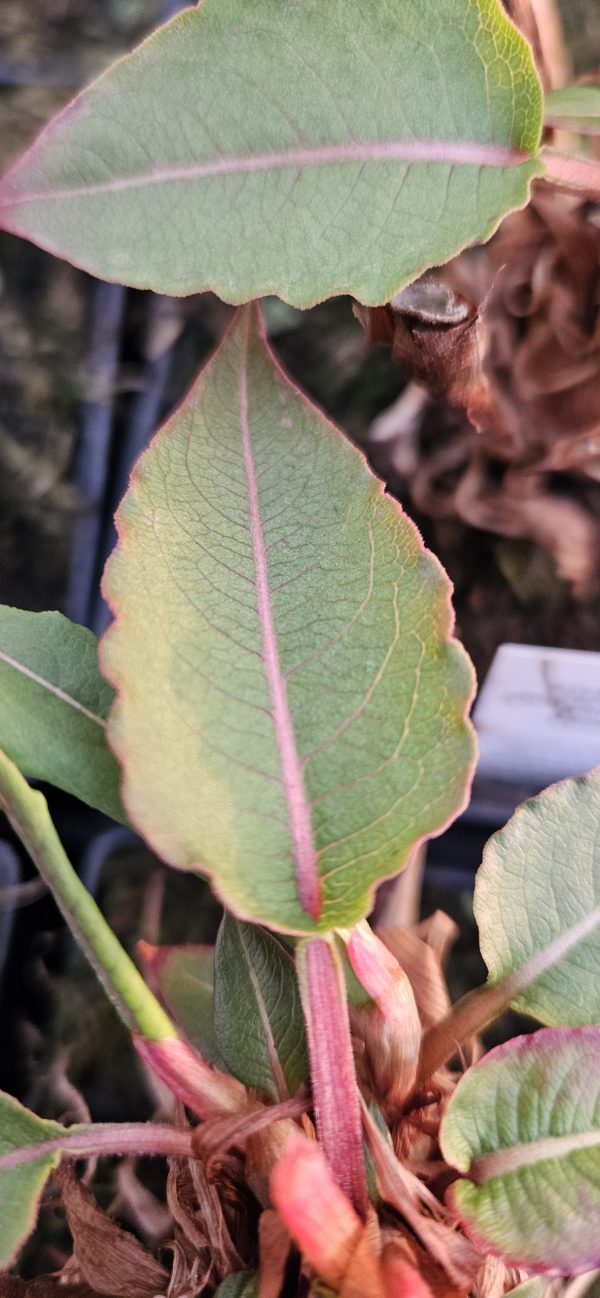 Persicaria amplexicaulis 'Annes Choice'