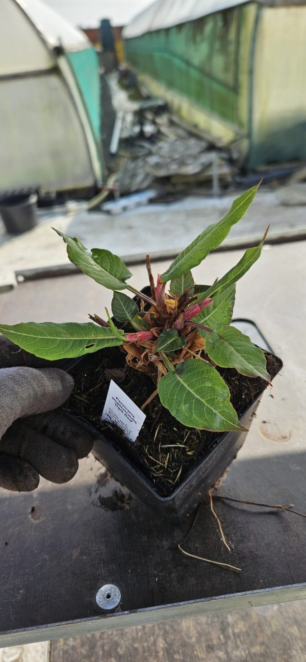 Persicaria amplexicaulis 'Dark Red' Persicaria amplexicaulis 'Dark Red'