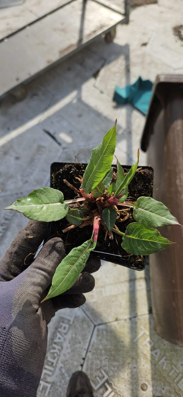 Persicaria amplexicaulis 'Dark Red'2 Persicaria amplexicaulis 'Dark Red'