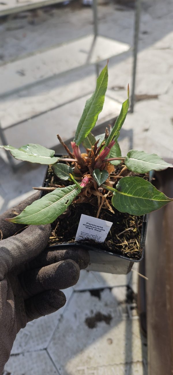 Persicaria amplexicaulis 'Dark Red'3 Persicaria amplexicaulis 'Dark Red'