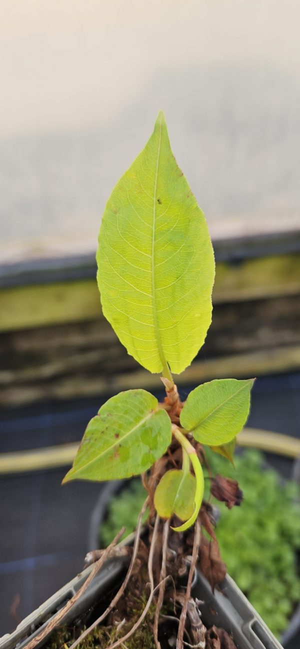 Persicaria amplexicaulis 'Golden Arrow'