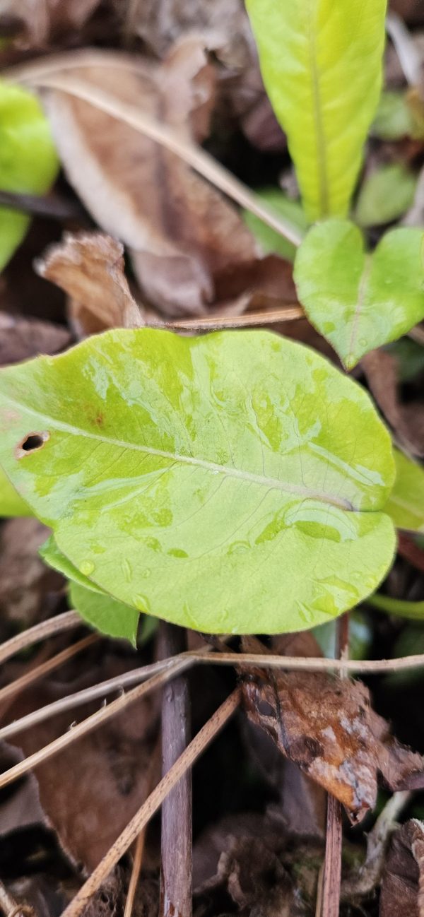 Persicaria amplexicaulis 'Golden Arrow'