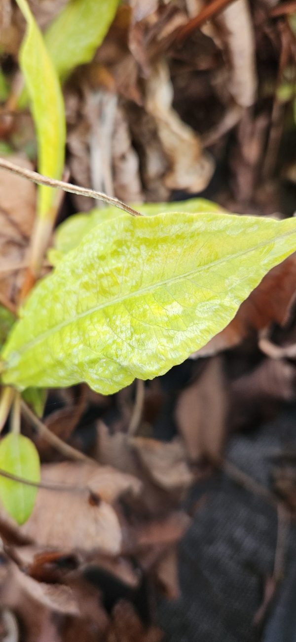 Persicaria amplexicaulis 'Golden Arrow'