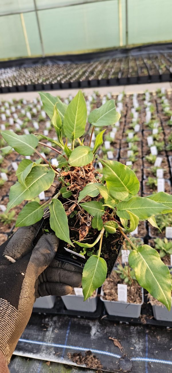 Persicaria amplexicaulis 'JS Misty Morning'