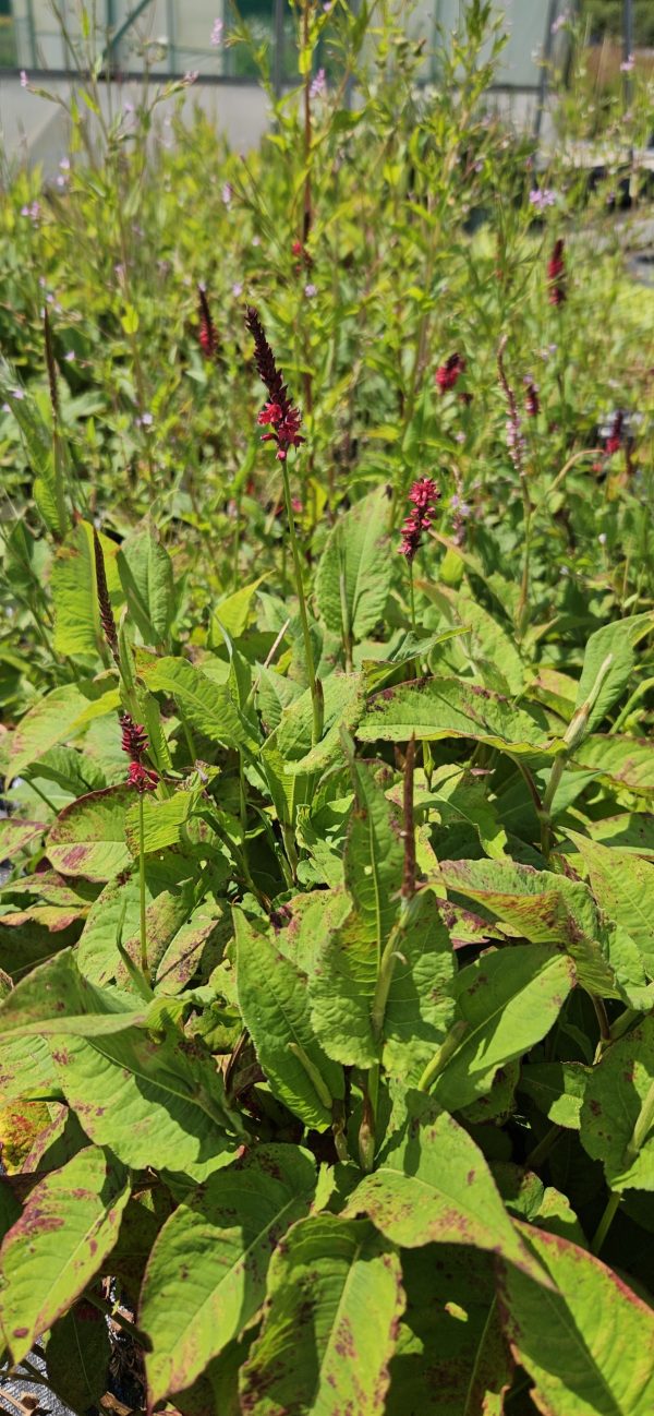 Persicaria amplexicaulis 'Lisan'