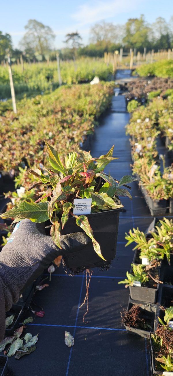 Persicaria amplexicaulis 'Orange Field'