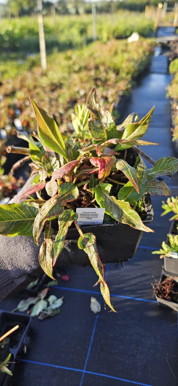 Persicaria amplexicaulis 'Orange Field'