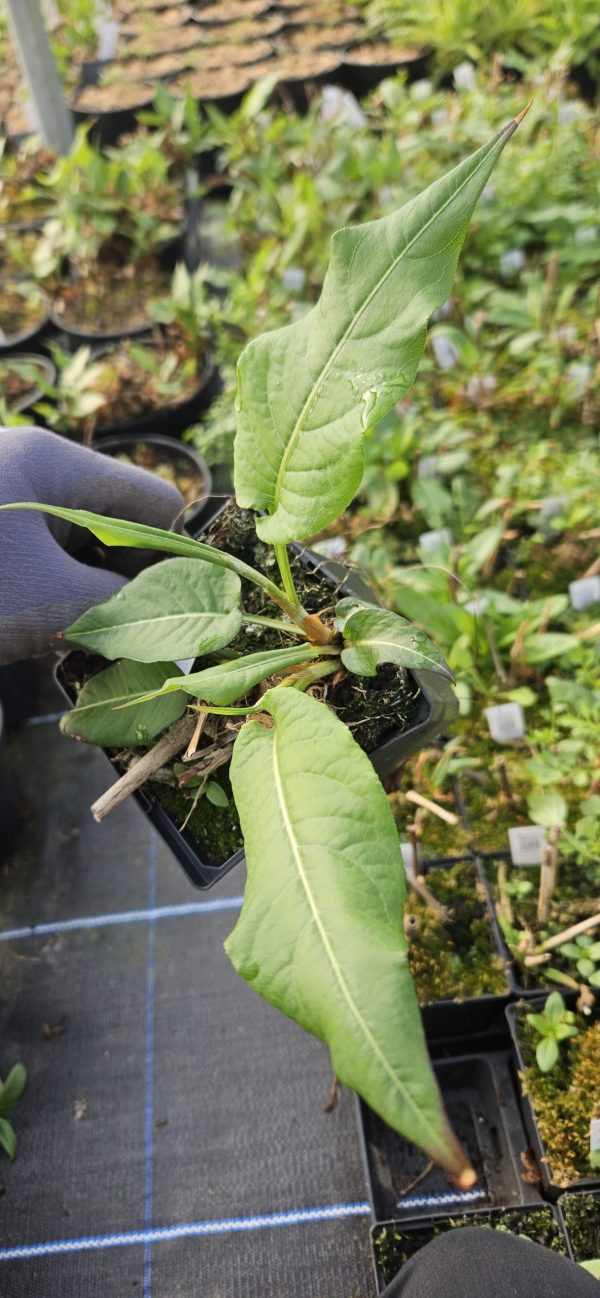 Persicaria amplexicaulis 'Pinkfield'