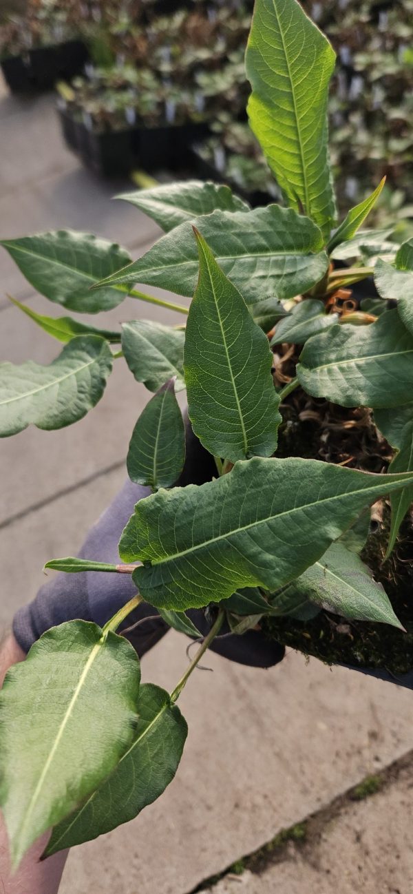 Persicaria amplexicaulis 'Purple Spears'