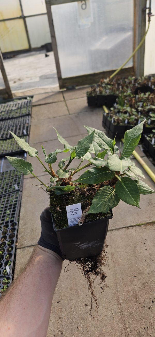 Persicaria amplexicaulis 'Purple Spears'