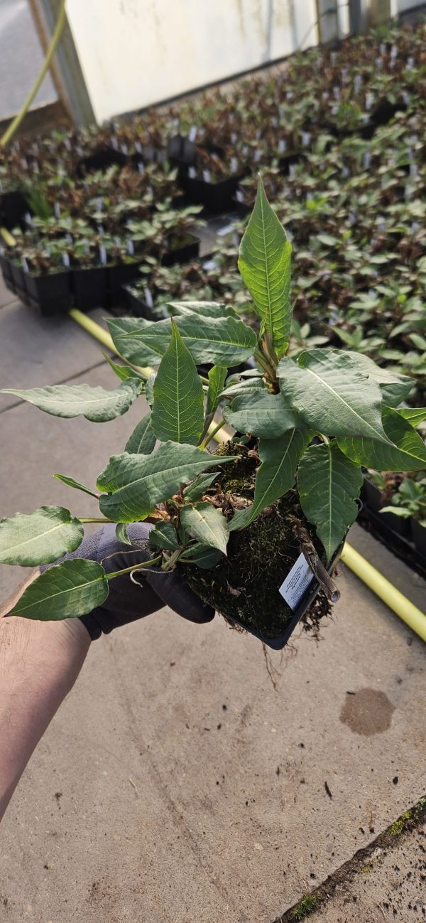 Persicaria amplexicaulis 'Purple Spears'