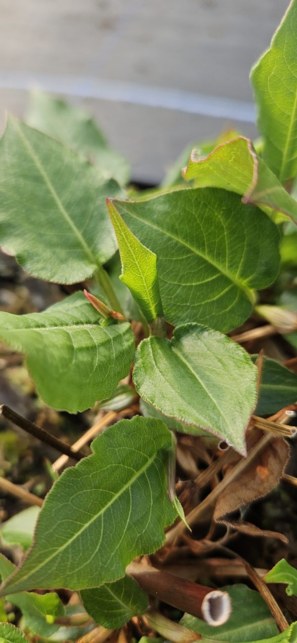 Persicaria amplexicaulis 'Speciosa'