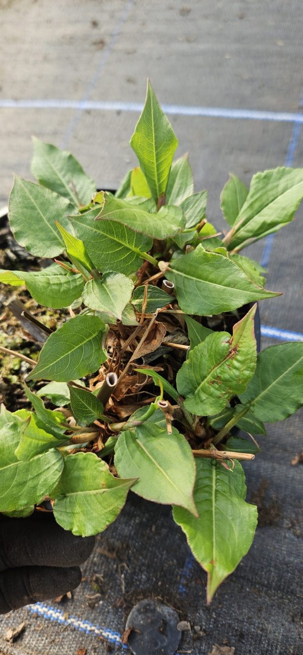 Persicaria amplexicaulis 'Speciosa'
