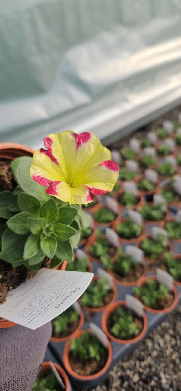 Petunia x atkinsiana Amore 'Queen of Hearts'