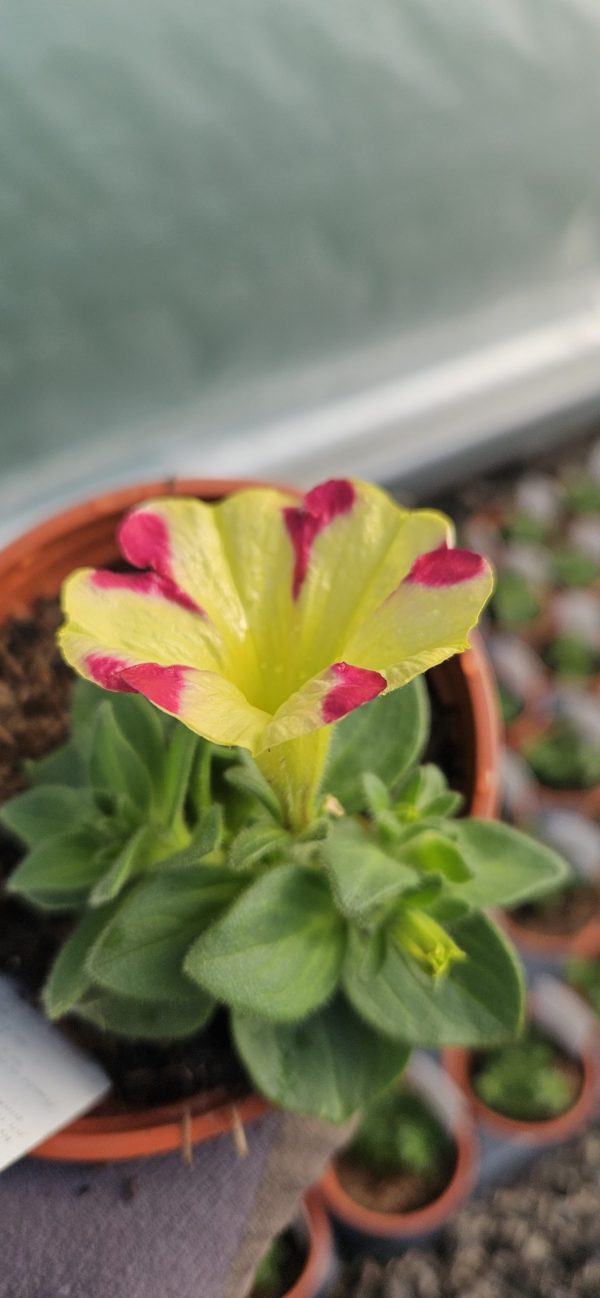 Petunia x atkinsiana Amore 'Queen of Hearts'