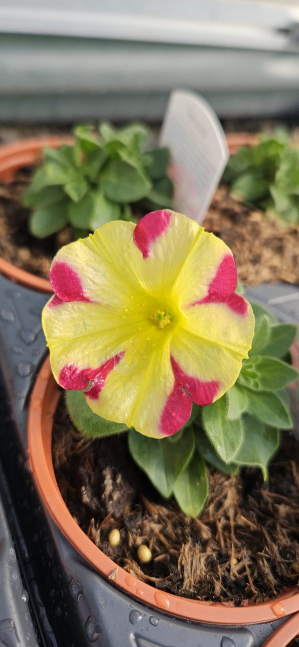 Petunia x atkinsiana Amore 'Queen of Hearts'
