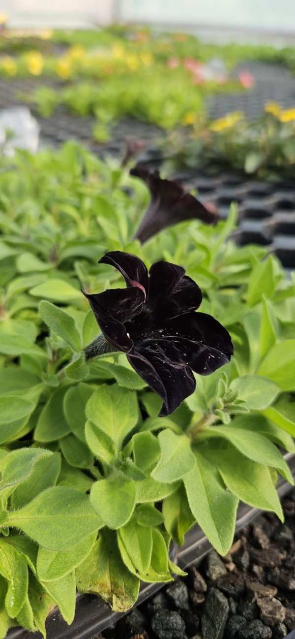 Petunia x atkinsiana 'Back to Black'